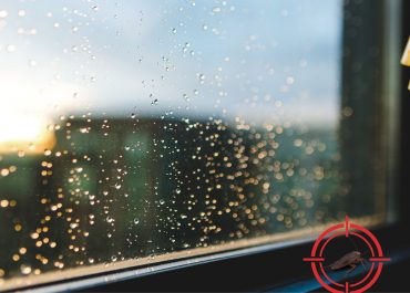 Altas temperaturas e muita chuva: saiba quais insetos se beneficiam do verão e como prevenir o aparecimento em casas e condomínios