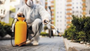 Chegou a Primavera: veja como se preparar contra as pragas