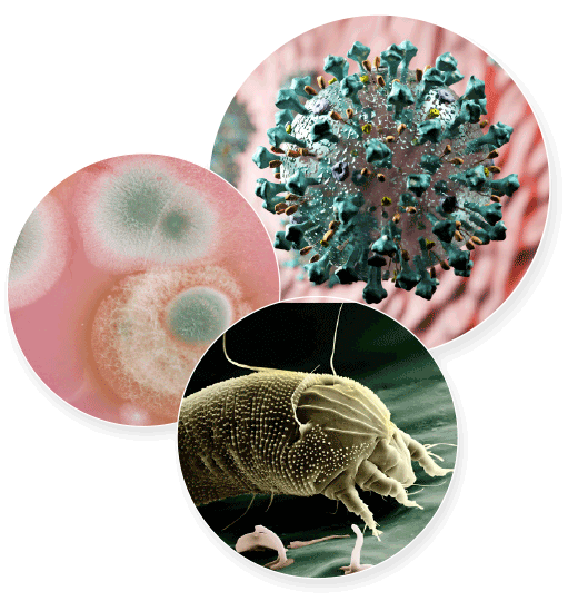 coronavirus-sanitizacao