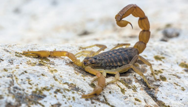 Infestação de Escorpiões em Indaiatuba: saiba como prevenir para manter sua casa protegida