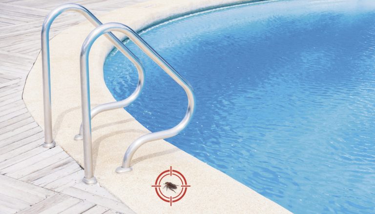 Pragas no Verão: cuidados para mantê-las fora de casa